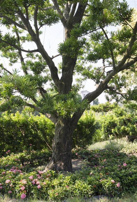 羅漢松 種植|羅漢松種植照顧方法與注意事項